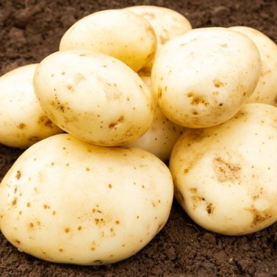 Acoustic Second Early Seed Potatoes 2kg Pack Acoustic Second Early Seed Potatoes 2kg Pack