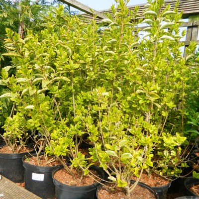 Essential Hedging - Golden Privet (Lingstrum Ovalifolium 'Aureum') Pot
