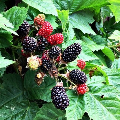 Rubus Fruticosus Blackberry Adrienne 3 Ltr Pot Rubus Fruticosus Blackberry Adrienne 3 Ltr Pot