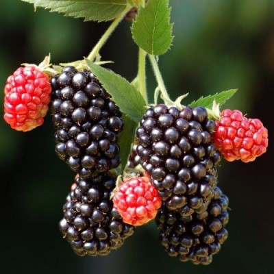 Rubus Fruticosus Blackberry Merton Thornless 3 Ltr Pot