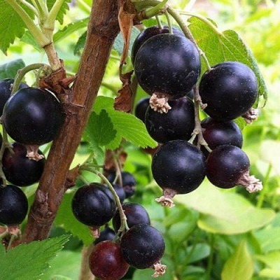 Ribes Nigrum Blackcurrant Ben Tirran 3 Ltr Pot