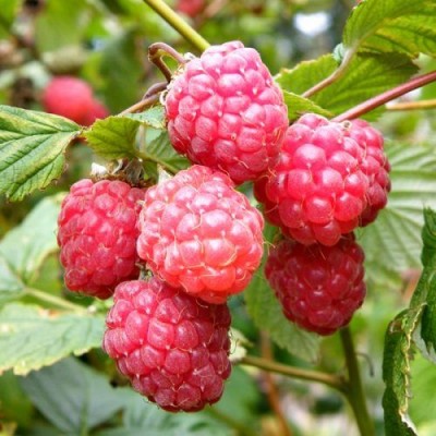 Rubus Ideaus Raspberry Glen Ample 5 canes 3 Ltr Pot
