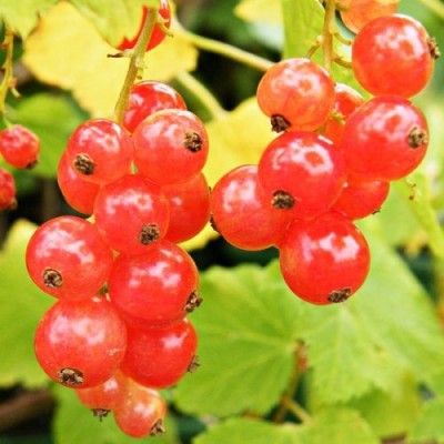 Ribes Rubrun Redcurrant Jonkherr Van Tets 3 Ltr Pot