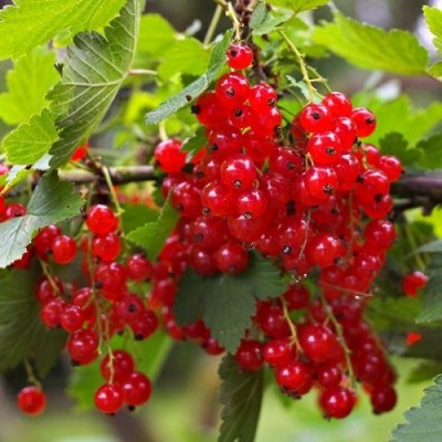 Ribes Rubrun Redcurrant Laxtons No 1 3 Ltr Pot