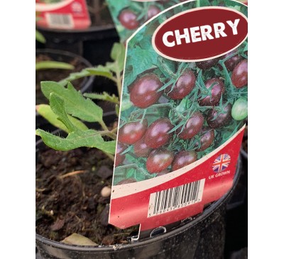 Tomato-  Cherry