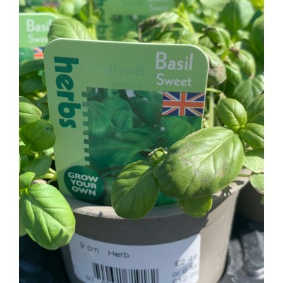 Baytree 9cm Herb Plant