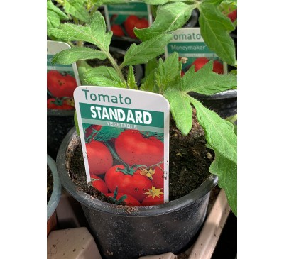 Tomato - Selection Tomato - Selection