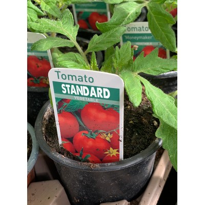 Tomato - Selection