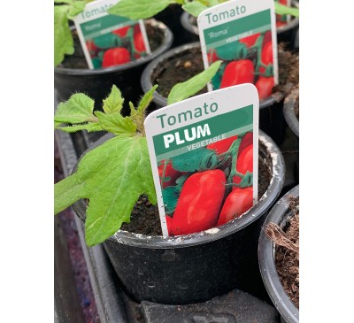 Tomato - Plum