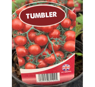 Tomato -Tumbler