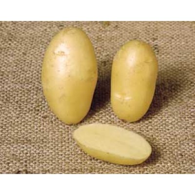 Nicola Second Early Seed Potatoes 2kg Pack Nicola Second Early Seed Potatoes 2kg Pack