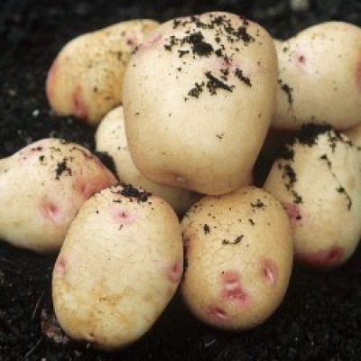 Picasso Main Crop Seed Potatoes 2kg Pack