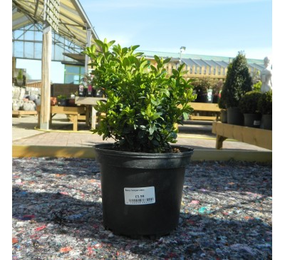 Essential Topiary - Buxus Sempervirens (Untrained)