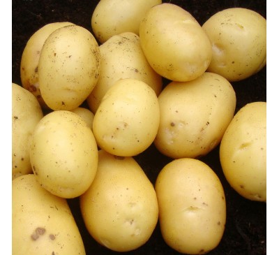 Vivaldi Second Early Seed Potatoes 2kg Pack Vivaldi Second Early Seed Potatoes 2kg Pack